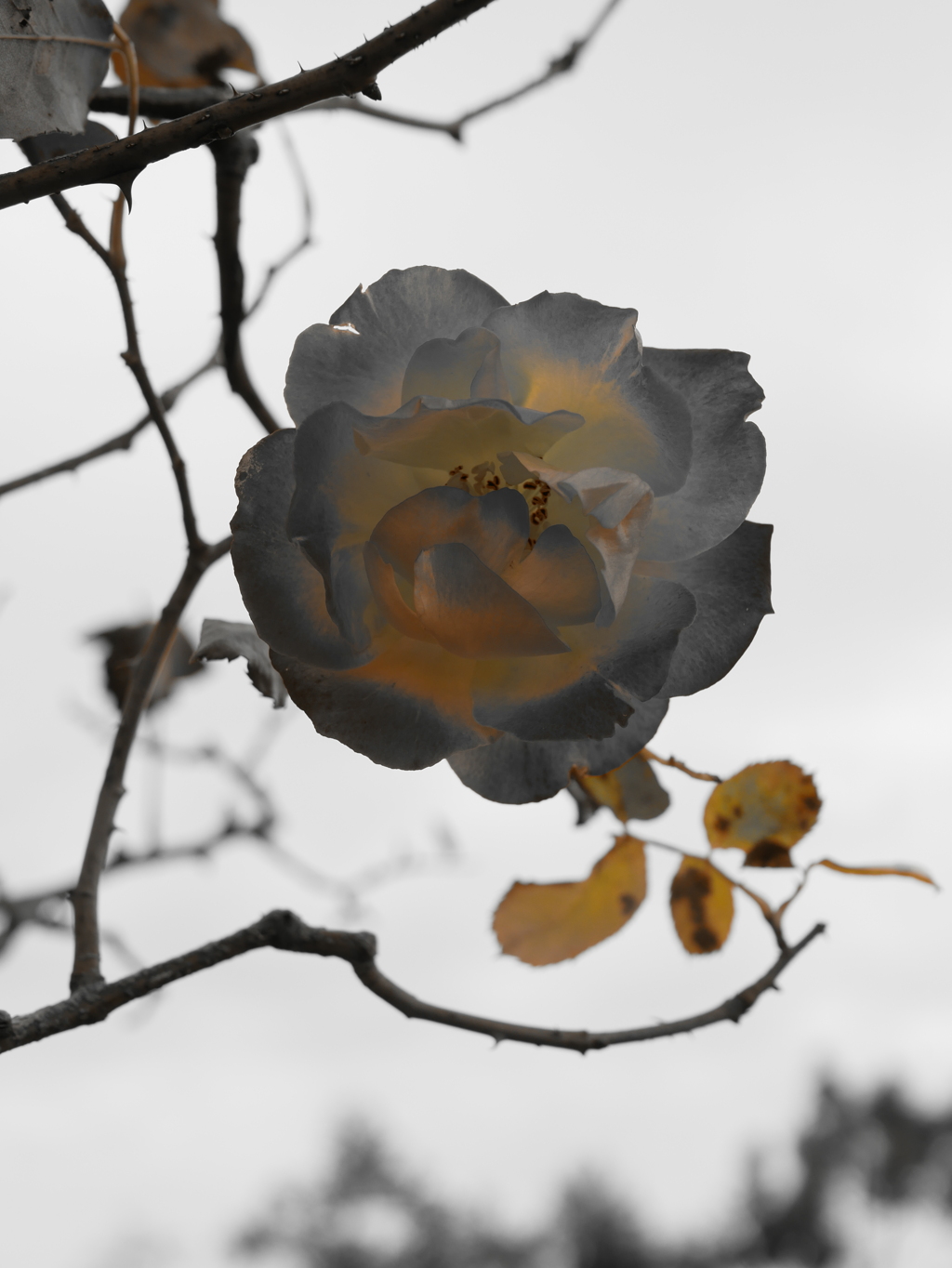 冬の薔薇 2