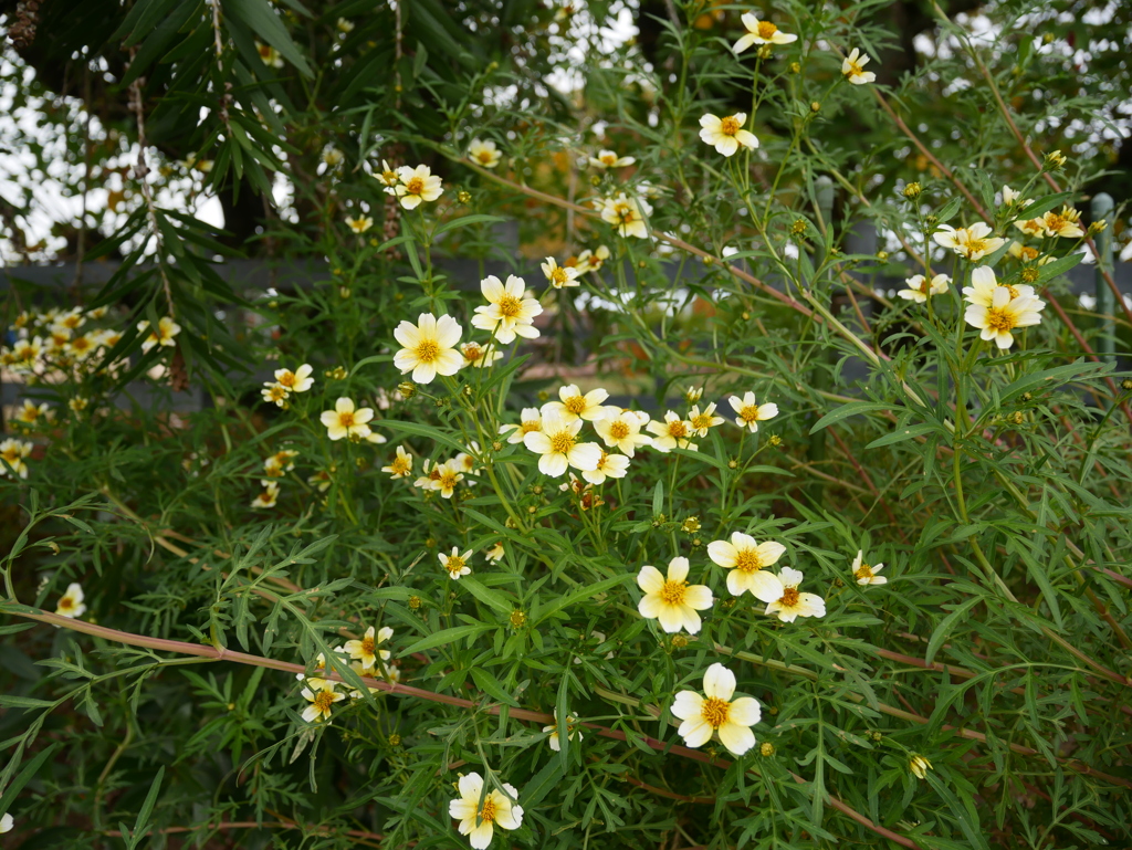 小さなコスモス