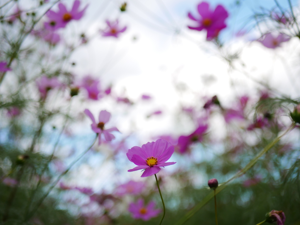 コスモス乱舞