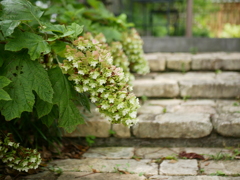 見納めの紫陽花③