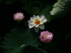 蓮の花