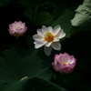 蓮の花