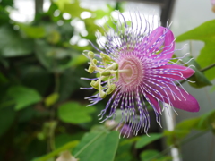 パッションフルーツの花