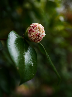 どんなお花が咲くのかな？
