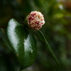 どんなお花が咲くのかな？
