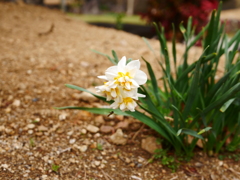 庭園の片隅で春を告げる