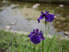 花菖蒲
