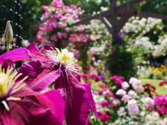 ♪薔薇より君は美しい