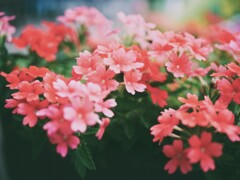ピンクの可愛い花