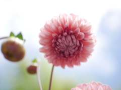 ダリア