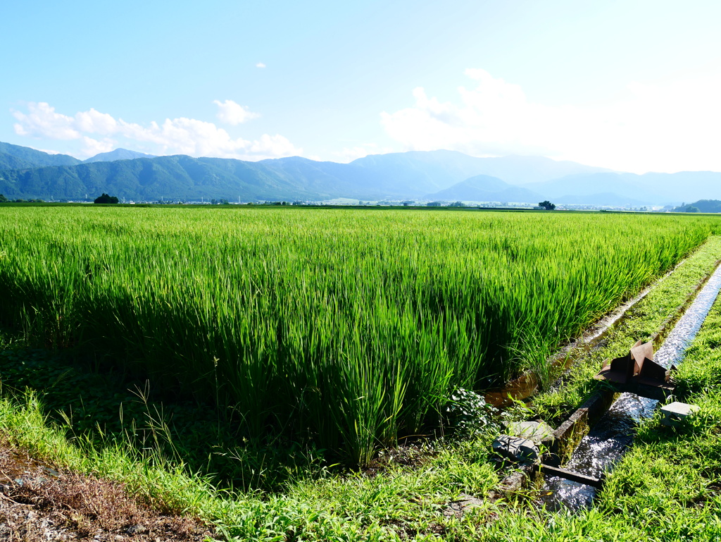 8月の田んぼ