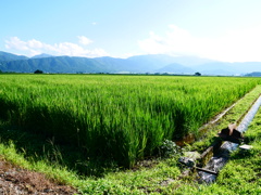 8月の田んぼ