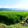 8月の田んぼ