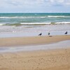 海