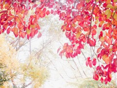 赤く染まったハナミズキ