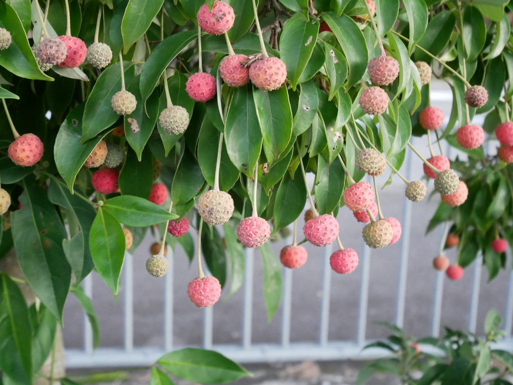 ヤマボウシの実