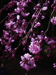 枝垂れ桜