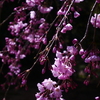 枝垂れ桜