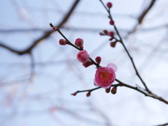 梅一輪ほどの暖かさ