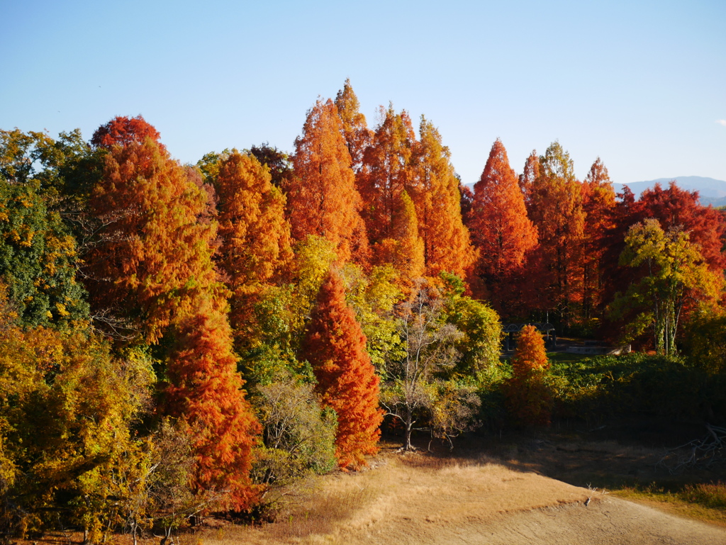 絶賛紅葉中の頃