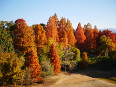 絶賛紅葉中の頃