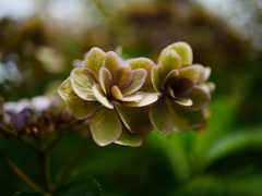 見納めの紫陽花②