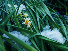 雪に負けた雪中花