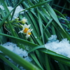 雪に負けた雪中花