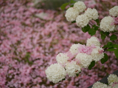 桜散る