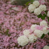 桜散る