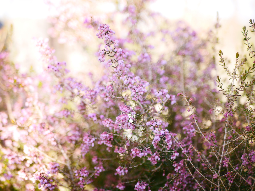 ジャノメエリカ