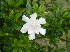 くちなしの花