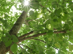 夏菩提樹の若葉