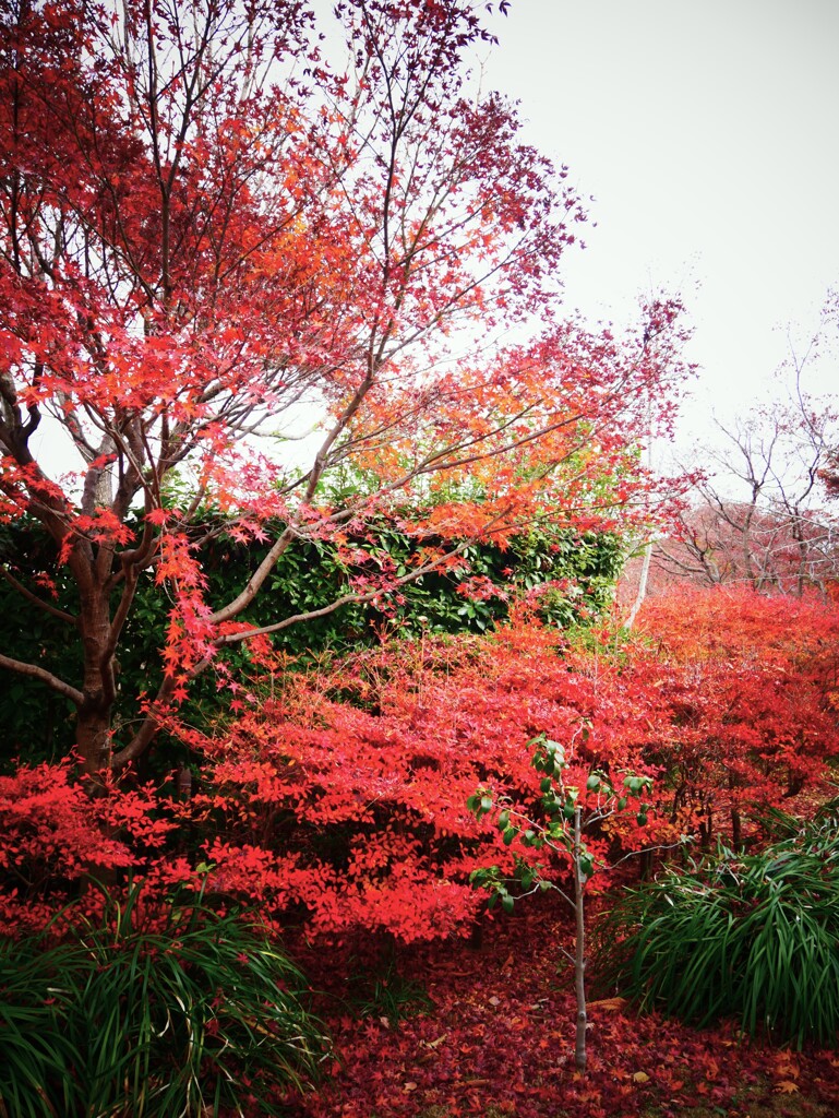 紅葉