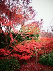 紅葉