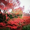 紅葉