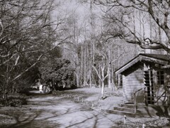 冬の散歩道