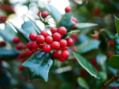 クリスマスホーリー