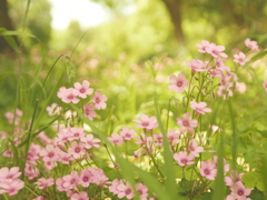 野に咲く花のように