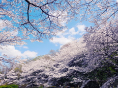 満開の桜