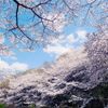 満開の桜