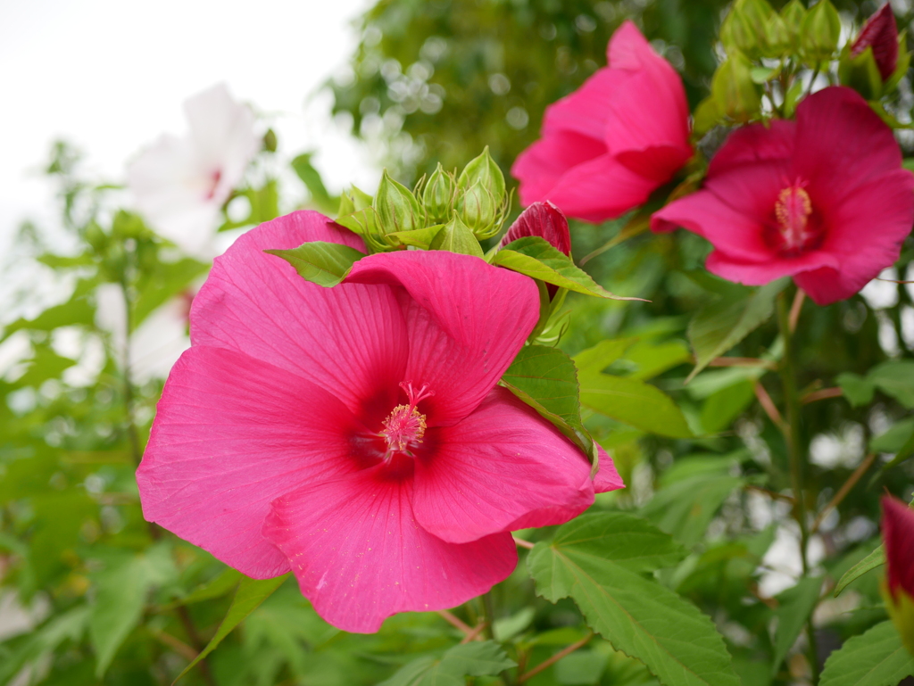 タイタンビカス