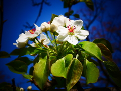 梨の花