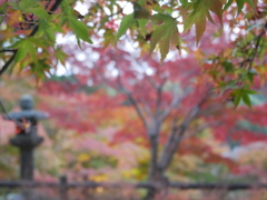 青葉と紅葉