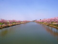 水路の河津桜