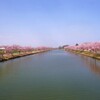 水路の河津桜