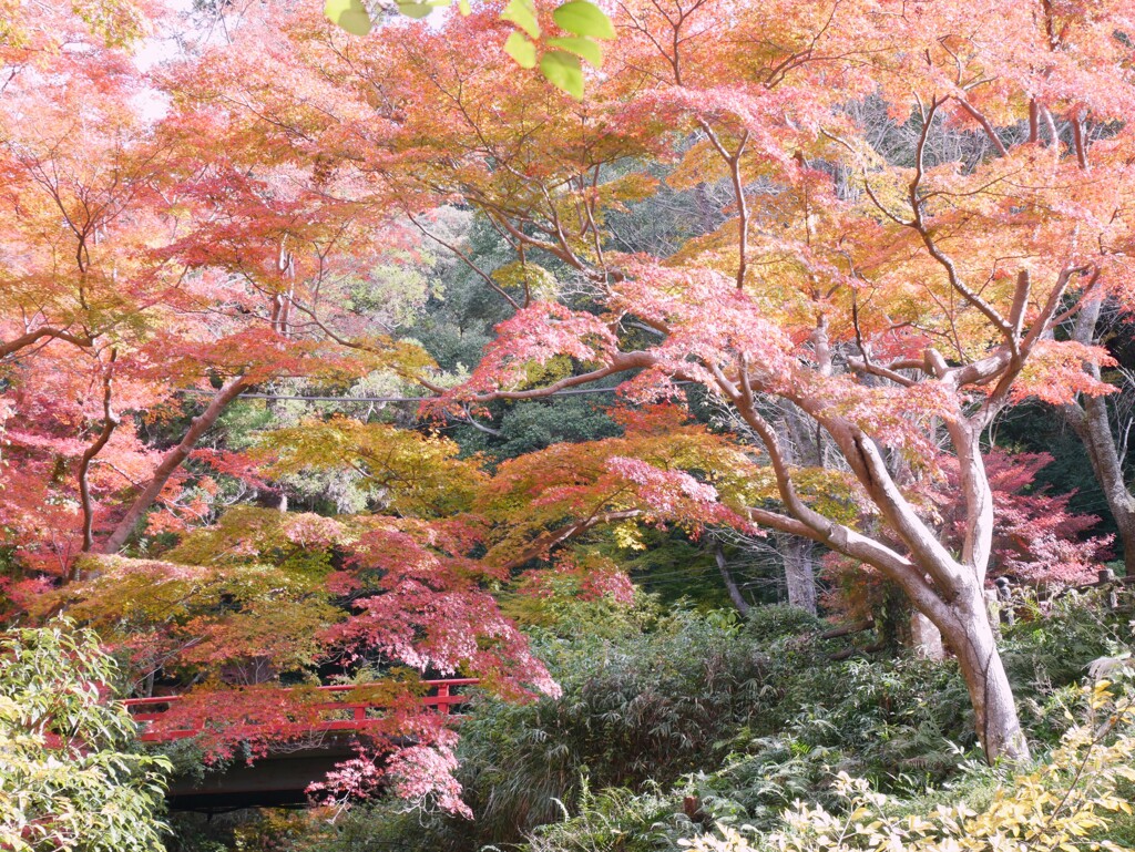もみじ谷公園