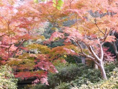 もみじ谷公園