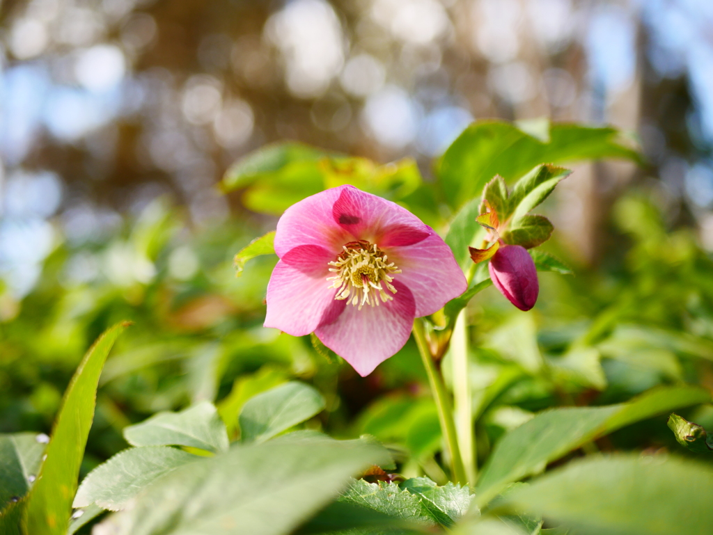 クリスマスローズ