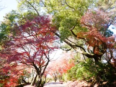 散策路
